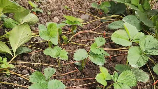 草莓育苗植株整理及草莓匍匐茎繁殖要点 田轻松草莓圈