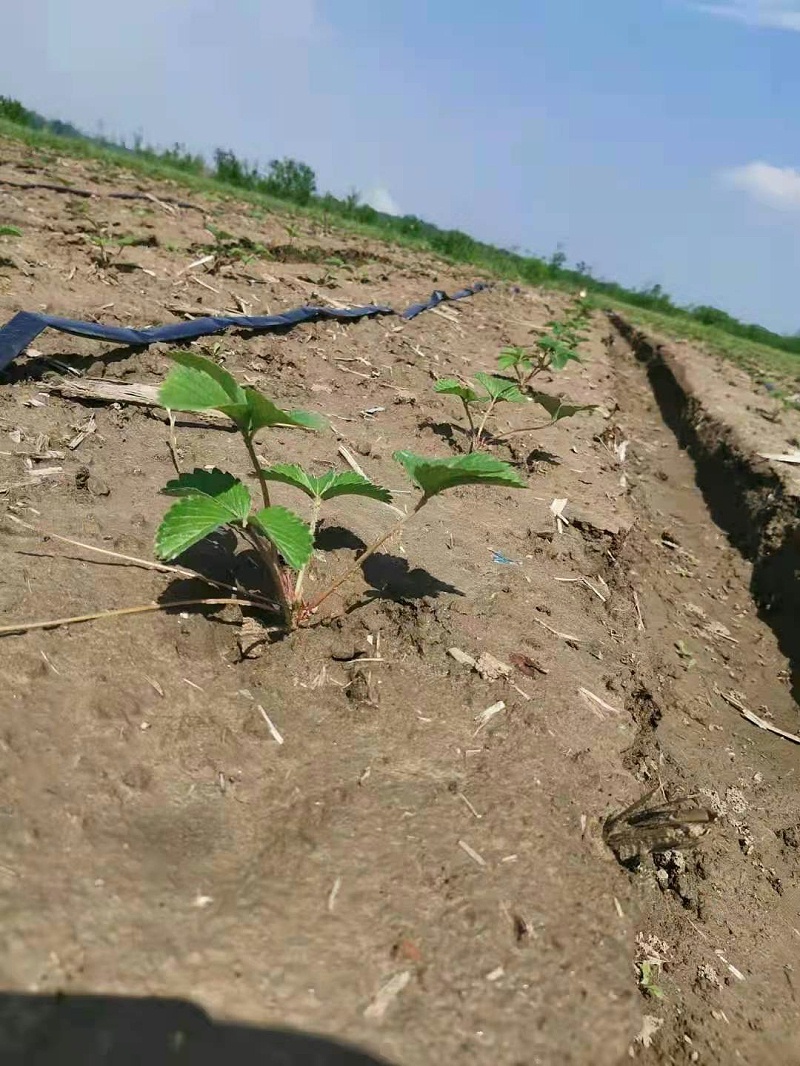 草莓育苗管理技术要求