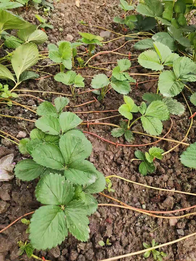 草莓苗匍匐茎繁殖要点