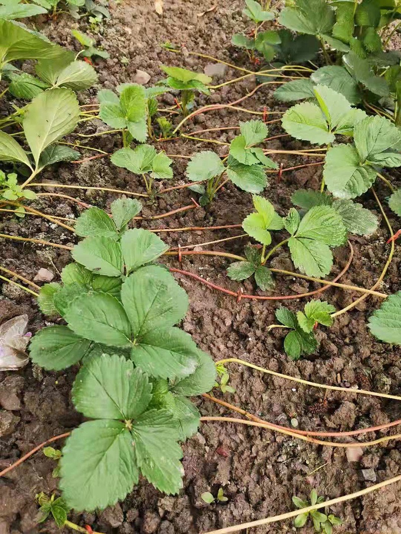 草莓苗匍匐茎繁殖要点 草莓苗匍匐茎繁殖要点