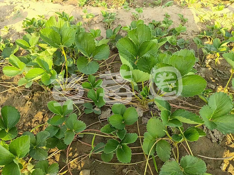 夏季高温危害一