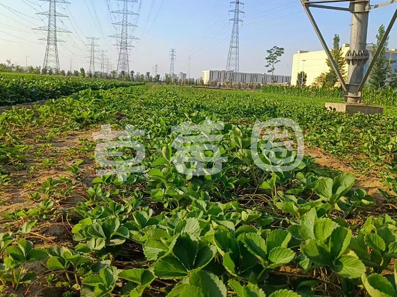 夏季高温危害二