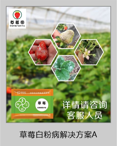草莓圈草莓白粉病解决方案