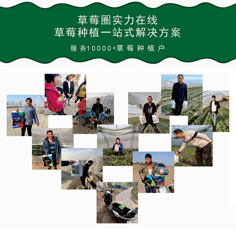 草莓全程施肥方案
