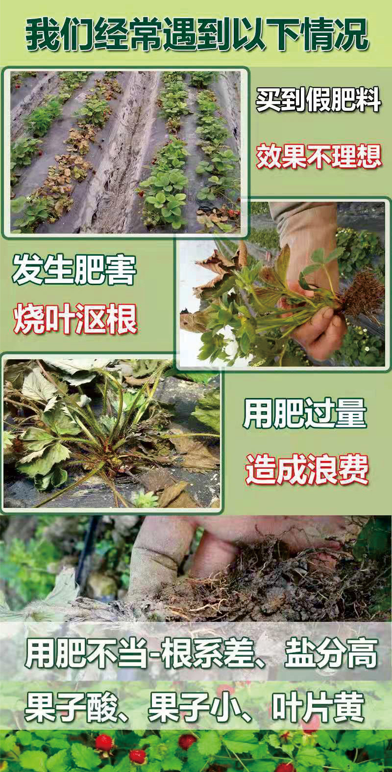 草莓全程施肥方案