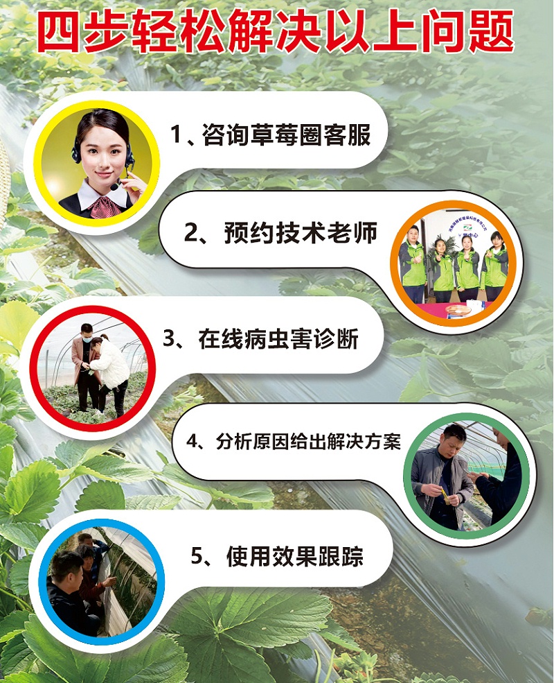 草莓全程施肥方案