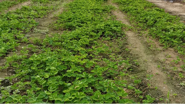 育草莓苗可以打除草剂吗？