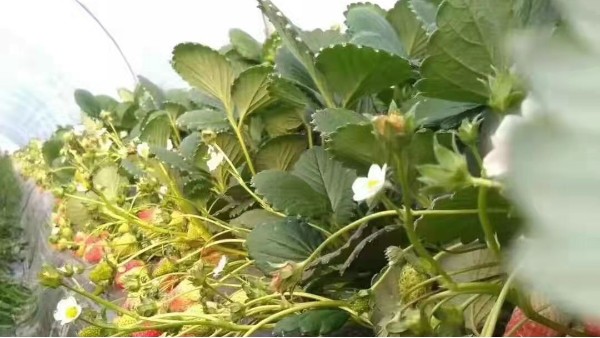 草莓育苗找草莓圈，草莓圈种植平台为您的草莓保驾护航