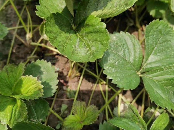 草莓圈分享草莓红蜘蛛的防治解决方法